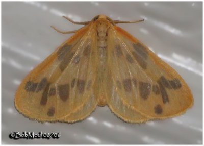 <h5><big>The Begger Moth<br></big><em>Eubaphe mendica #7440</h5></em>