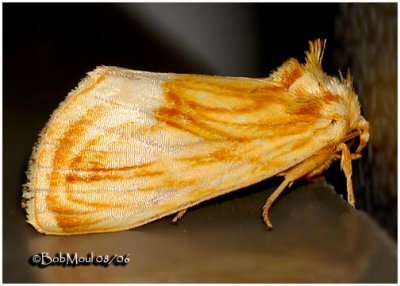 Goldenrod Stowaway MothCirrhophanus triangulifer #9766