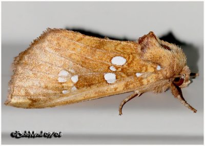 Northern Burdock Borer MothPapaipema arctivorens #9471