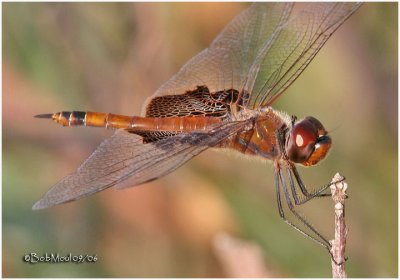 Carolina Saddlebags