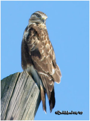 Rough-legged Hawk-Light Female