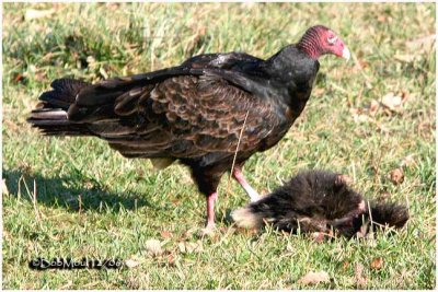 Turkey Vulture