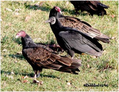 Turkey with Black Vulture in the Middle