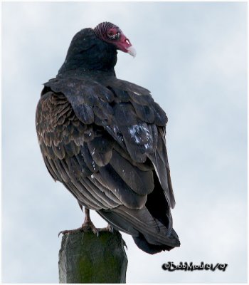 Turkey Vulture