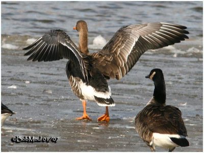 Greater White Fronted Goose