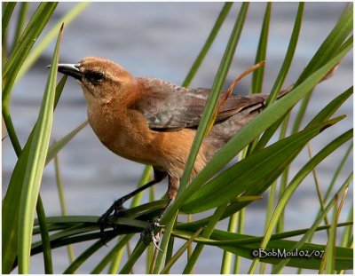 Boat-tailed Grackle-Female