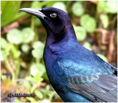 Boat-tailed Grackle-Male