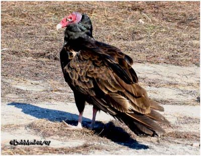 Turkey Vulture