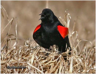 RED-WINGED BLACKBIRD