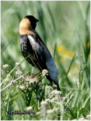 Bobolink