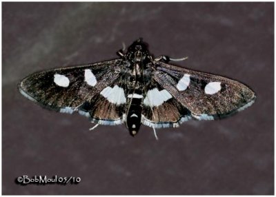 Grapeleaf Folder MothDesmia funeralis/maculalis  #5159/60