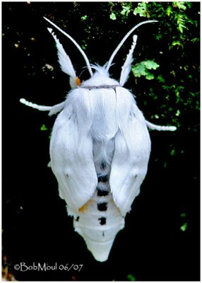 Virginian Tiger MothSpilosoma virginica #8137