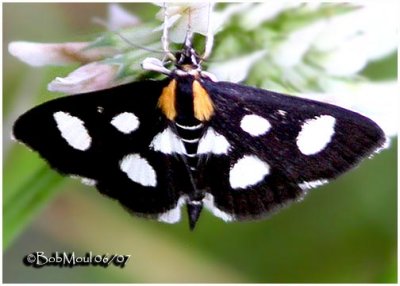 White-spotted Sable MothAnania funebris #4958a