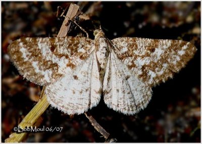 <h5><big>Powder Moth<br></big><em>Eufidonia notataria #6638</h5></em>
