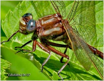 CLUBTAILS-Genus Gomphus (Lancet, Ashy and Cypress)