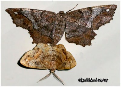 One-spotted Variant Moth-MatingHypagyrtis unipunctata #6654
