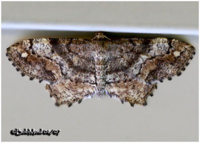 One-spotted Variant MothHypagyrtis unipunctata #6654