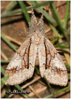 <h5><big>Streaked Tussock Moth<br></big><em>Dasychira obliquata #8302</h5></em>