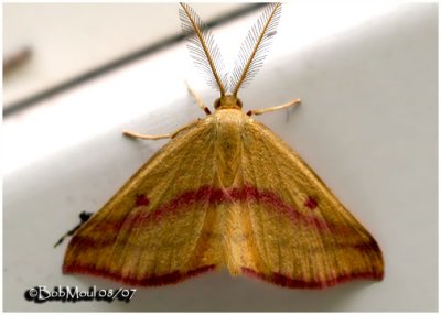 Chickweed Geometer Moth-MaleHaematopis grataria #7146