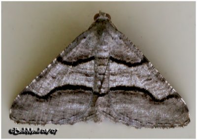 Curved Line Angle MothMacaria continuata #6362