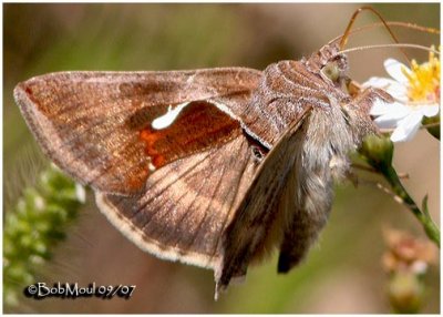 Celery Looper MothAnagrapha falcifera #8924