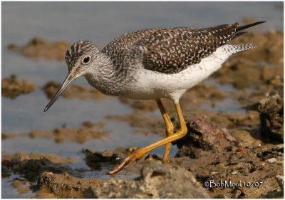 Greater Yellowlegs-Juvenile