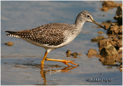 Greater Yellowlegs-Juvenile