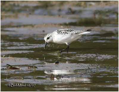 Sanderling-Juvenile