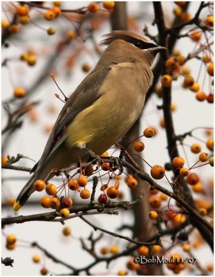 Cedar Waxwing