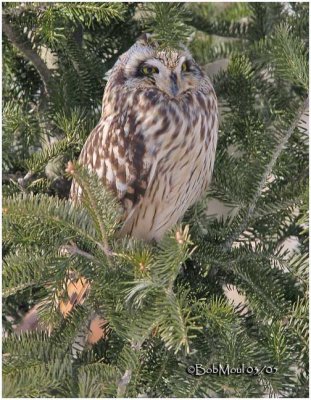 Short-eared Owl