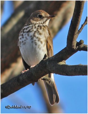 Hermit Thrush