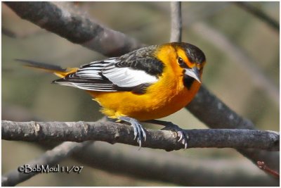 Bullock's Oriole-Male