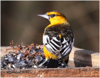 Bullock's Oriole-Male