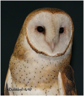 Barn Owl-Adult