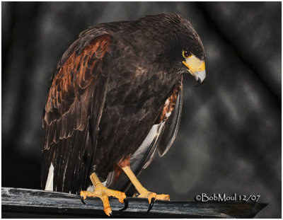 Harris's Hawk