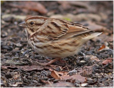 Tailess Song Sparrow