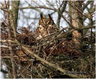 Great Horned Owl-On Nest
