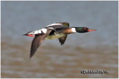 Red-breasted Merganser-Male