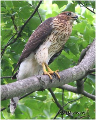 Cooper's Hawk-Juvenile