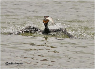 Double Crested Cormorant