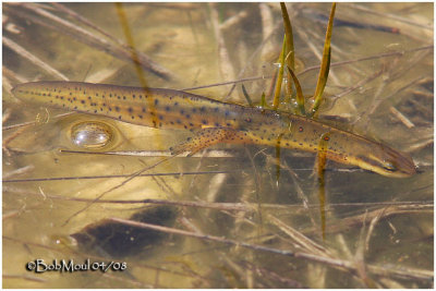 Red-spotted Newt-Male