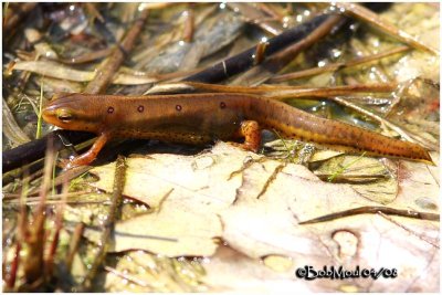 Red-spotted Newt-Female