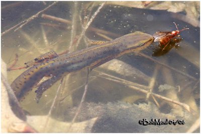 Red-spotted Newt