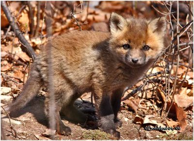 Red Fox Kit