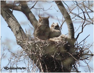 Great Horned Owl w/Chicks