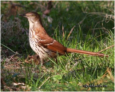 Brown Thrasher