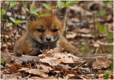 Red Fox Kit