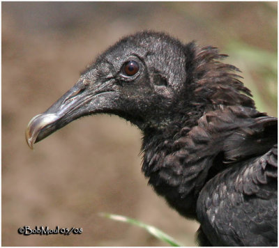 Black Vulture-Juvenile