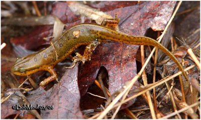 Red-spotted Newt