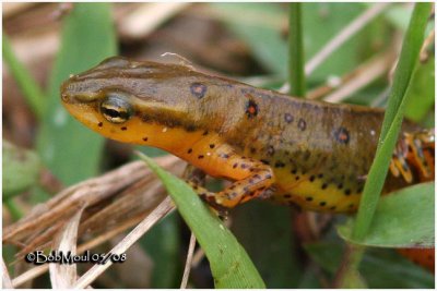 Red-spotted Newt